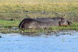 DSC_4856.JPG