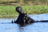 DSC_4874A.jpg