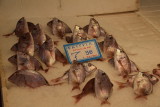 DSC_1935.JPG