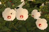 Hibiscus moscheutos