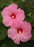 Hibiscus 'Pink Dazzle'