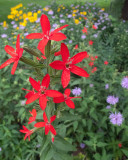 Royal catchfly