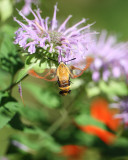 Hummingbird moth