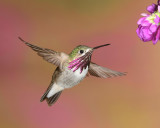 Calliope hummingbird