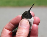 Hummingbird banding