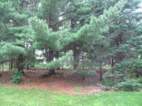 Pine tree area