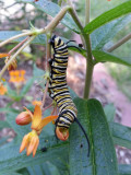 Monarch caterpillar on butterfly weed