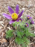 Pasque flower