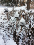 Coneflower in the snow