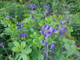 Wild indigo