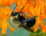 Bumblebee on butterfly weed