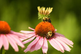 Bumblebees on coneflower
