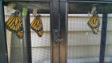 Three monarchs just emerged