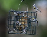 Yellow rumped warblers