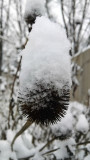 Coneflower in the snow
