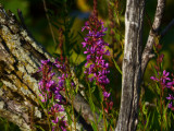 Swamp Flowers 