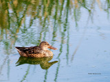 Pato-trombeteiro  ---  Shoveler  ---  (Anas clypeata)