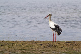 Cegonha-branca  ---  White Stork  ---  (Ciconia ciconia )