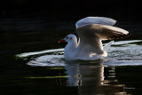 Guincho --- Black-headed Gull --- (Larus ridibundus)