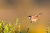 Toutinegra-tomilheira  ---  Spectacled Warbler  ---  (Sylvia conspicillata)