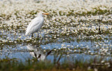 Carraceiro --- Cattle Egret --- (Bubulcus ibis )