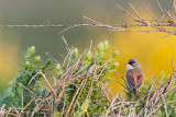 Toutinegra-tomilheira  ---  Spectacled Warbler  ---  (Sylvia conspicillata)