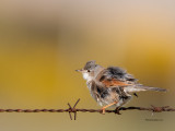 Toutinegra-tomilheira --- Spectacled Warbler --- (Sylvia conspicillata)