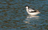 Alfaiate  ---  Pied Avocet  ---  (Recurvirostra avosetta)
