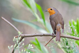 Pisco-de-peito-ruivo --- Robin --- (Erithacus rubecula)