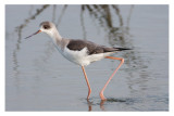 Pernilongo--- Black-winged-stilt --- (Himantopus himantopus) 