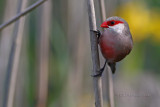 Bico-de-lacre --- CommonWaxbill --- (Estrilda astrild )