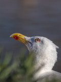Gaivota-de-patas-amarelas --- Yellow-legged Gull --- (Larus michahellis) 