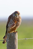 Peneireiro  ---  Kestrel  ---  (Falco tinnunculus)