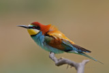 Abelharuco  ---  Bee-eater  ---  (Merops apiaster)
