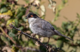Toutinegra-dos-valados  ---  Sardinian Warbler  ---  (Sylvia melanocephala)
