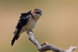 Andorinha-durica  ---  Red-rumped Swallow  ---  (Hirundo daurica)
