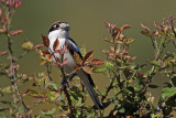 Picano-barreteiro  ---  Woodchat Shrike  ---  (Lanius senator)