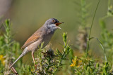Toutinegra-tomilheira  ---  Spectacled Warbler  ---  (Sylvia conspicillata)