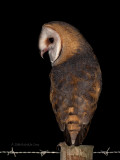 Coruja-das-torres  ---  Barn Owl  ---  (Tyto alba)
