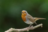 Pisco-de-peito-ruivo  ---  Robin  ---  (Erithacus rubecula)
