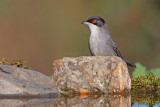 Toutinegra-dos-valados  ---  Sardinian Warbler  ---  (Sylvia melanocephala)