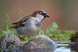 Pardal  ---  House Sparrow  ---  (Passer domesticus)