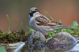 Pardal  ---  House Sparrow  ---  (Passer domesticus)