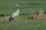 Grou  ---  Crane  ---  (Grus grus)