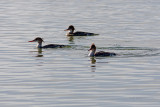 Merganso-de-poupa  ---  Red-breasted Merganser  ---  (Mergus serrator)