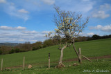 Blackthorn