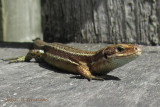 common lizard