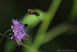 Scabious and friend