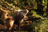 Boys in the mud