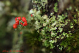 British Soldiers Lichen